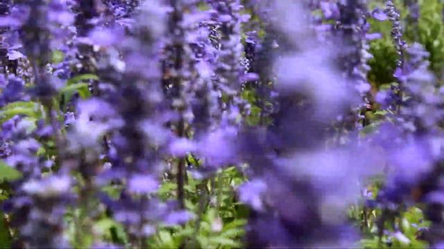 Lavender смотреть онлайн