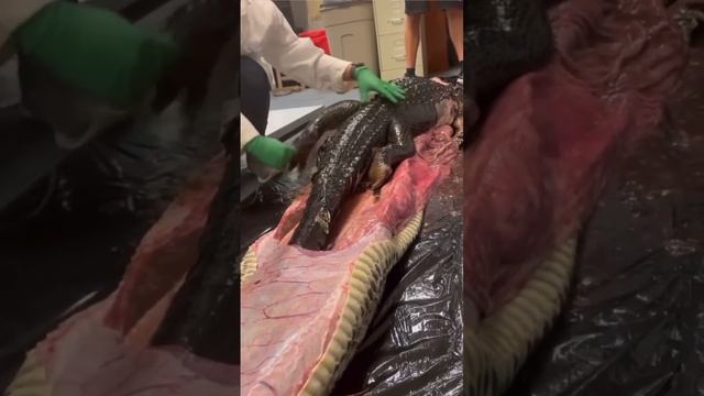 Green Anaconda NOT the biggest snake in the world?! ?? смотреть онлайн