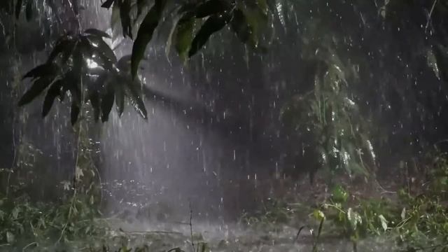 Непрерывные звуки проливного дождя и грома в лесу ночью для сна и релакса