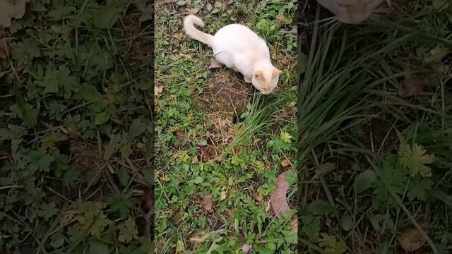 Наши любимые питомцы, которые живут у нас дома❤️☘️🐕🐈🐱🐶🐥 смотреть онлайн