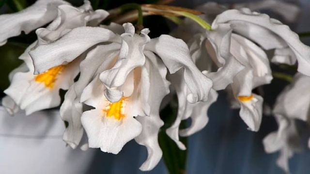 #ЦЕЛОГИНА , #ORHIDEA , ОРХИДЕЯ ЦЕЛОГИНА смотреть онлайн