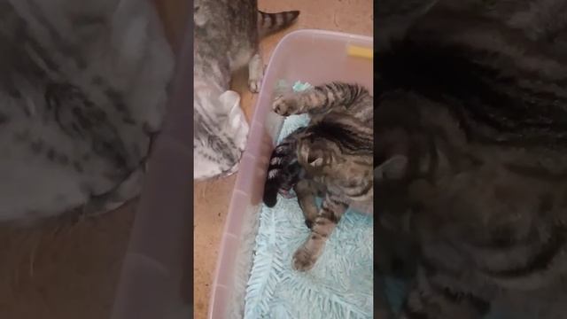 # вислоухая кошка котится// Барсик напуган? смотреть онлайн