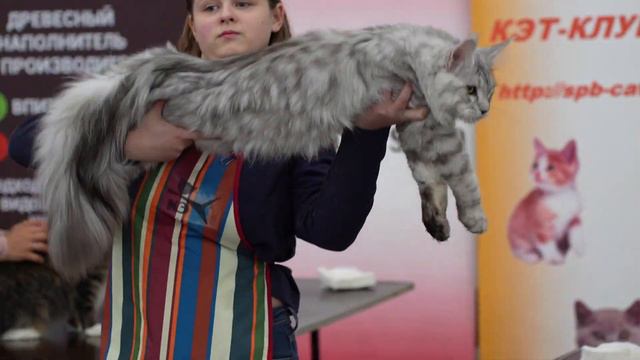 Выставка ЗООШОУ 9-10 декабря. На видео многообразие кошачьих пород. смотреть онлайн