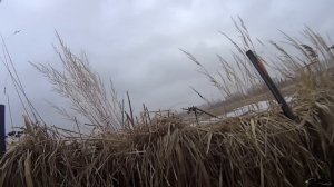 ВЕСЕННЯЯ ОХОТА НА ГУСЯ 2023. Псковская встречала снегом ? и тучами гусей.? #hunting #охота #reels