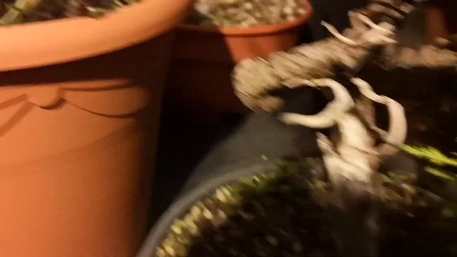 Cupressus Macrocarpa Gold Crest ( Cypress)bonsai From Ikea Plan  Introduction