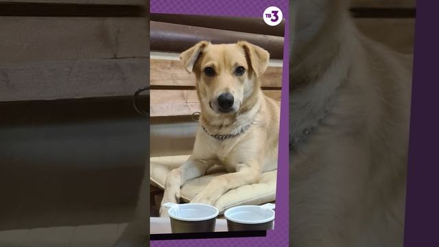 Этой собаке можно доверить жизнь ребенка #shorts смотреть онлайн