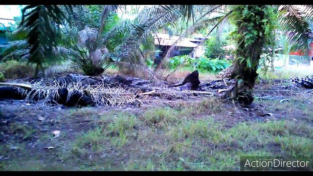 fly drone SG908 Kun смотреть онлайн