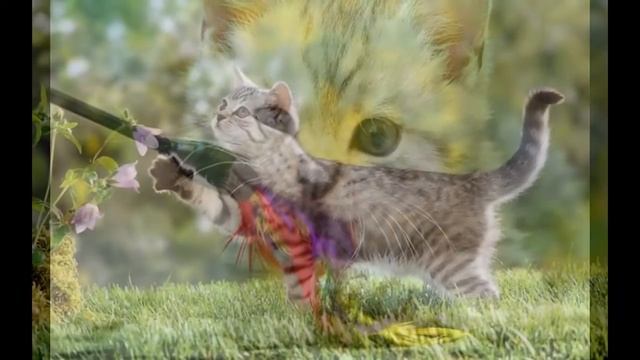 Британская короткошёрстная кошка /British Shorthair смотреть онлайн