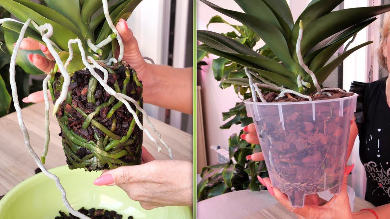 Результат УХ! Просто ЛЕГКО пересадить орхидею - БЕЗ ЗАМОРОЧЕК. смотреть онлайн