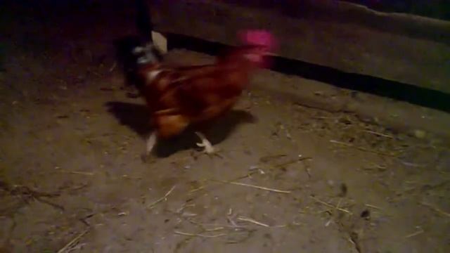 ПЕТУХ ЖИВ?!ЖИЗНЬ В ДЕРЕВНЕ/10/18//2 смотреть онлайн