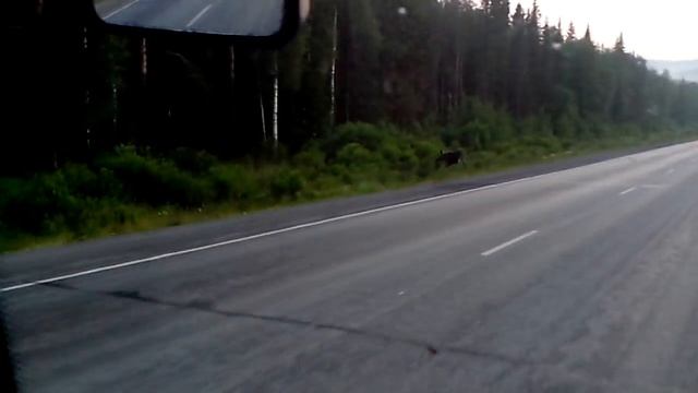 Лоси на дороге смотреть онлайн