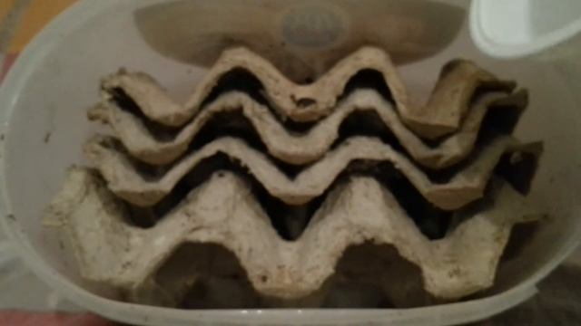 Новые питомцы - нимфы тараканов (3 вида). New pets - cockroach nymphs (3 species). (14.07.2016) смотреть онлайн