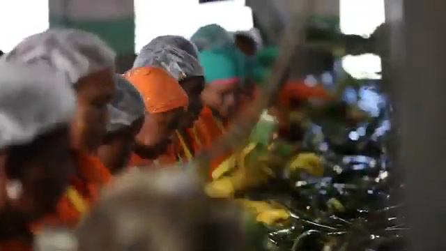 Forever Living Products Dominican Republic Plantation смотреть онлайн
