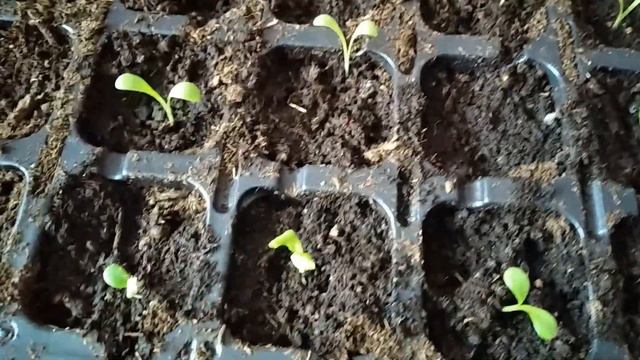 Как я сею перец #огород #каксеятьперец #посевперца #посевкасетный смотреть онлайн