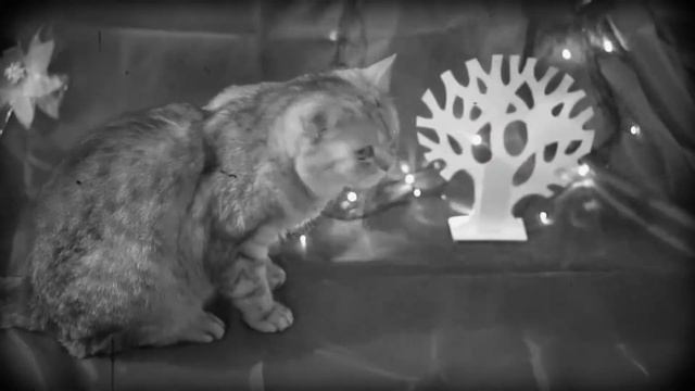 Кошка-оборотень, страшная история. Кошачьи истории #1. смотреть онлайн
