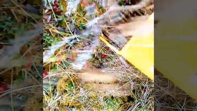 Первое видео записано осенью. Это сбор клюквы на болоте финским комбайном. смотреть онлайн