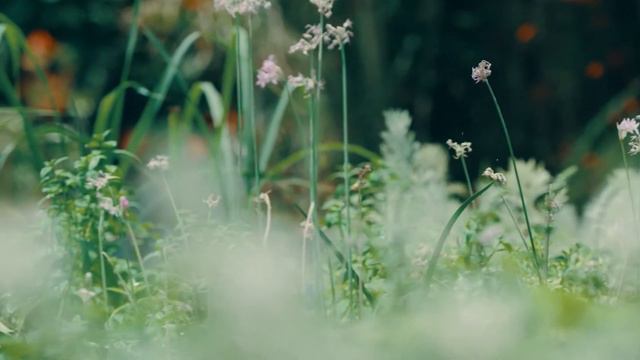 50 минут Расслабляющей успокаивающей музыки для отдыха для снятия напряжения 56минут