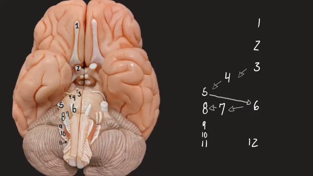 Cranial Nerves ｜Location