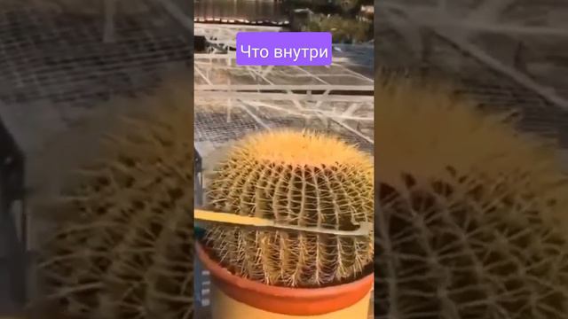 разрез кактуса смотреть онлайн