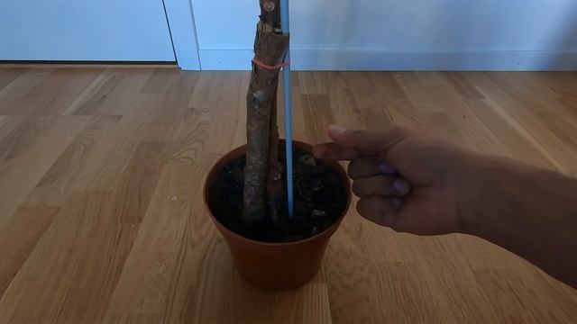 How to take care of Ficus Elastica "Tineke" - Rubber plant with my personal tips | Plant care tips смотреть онлайн
