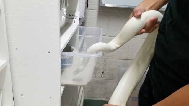 Breeding Ball Pythons: How to Identify Follicle Growth and Ovulation смотреть онлайн