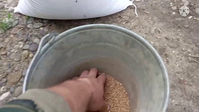 Зерно / как выгоднее покупать зерно смотреть онлайн