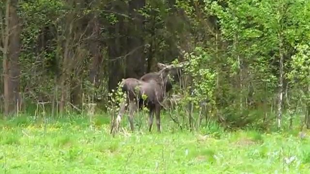 Лось смотреть онлайн
