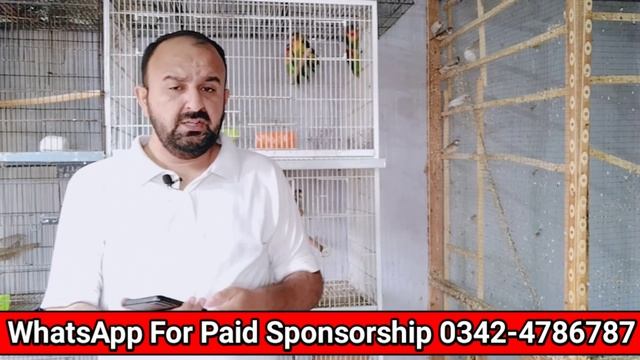 What Are Split Birds | How To Produce Split Birds | Fawn Java Split | Lovebirds Split | Mini Zoo смотреть онлайн