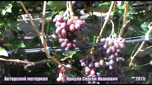 Виноград Дунав требует специального подхода (Grapes Dunav) www.vinograd-kriulya.com смотреть онлайн
