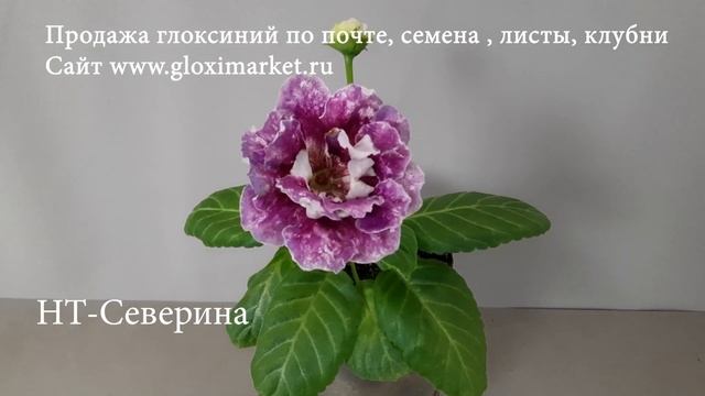 Самые Красивые Глоксинии ! Обзор Сортов. смотреть онлайн