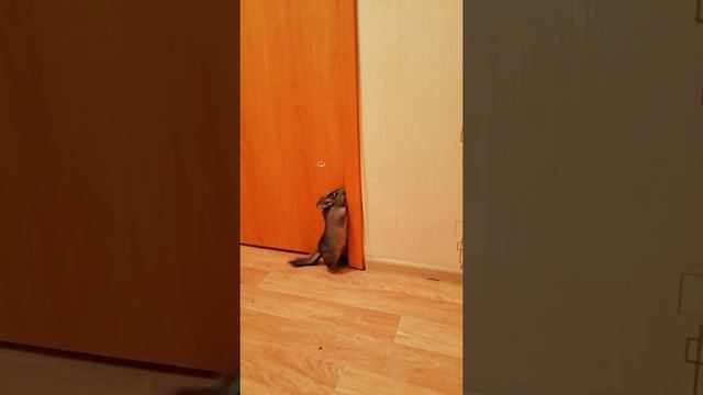 Шиншилла (шишка) рвётся в комнату смотреть онлайн