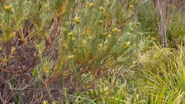 Австралия, Сидней, Голубые Горы/ Саша Кей смотреть онлайн