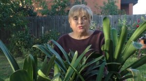 Уход За КЛИВИЕЙ Осенью. ЧТО Необходимо ЗНАТЬ! Мои цветы.