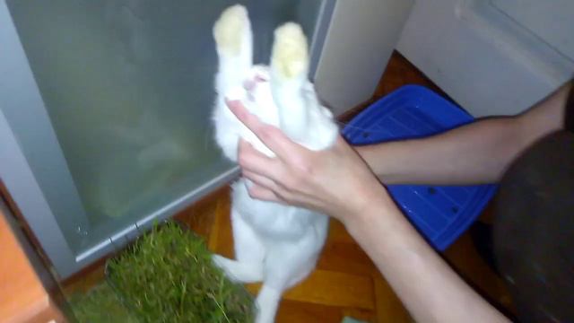 КРОЛИК СПИТ СТОЯ / RABBIT SLEEPING STANDING смотреть онлайн