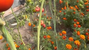 Этот томат обязательно посажу в 2023 году. Томат Красный гигант или Гигант Болгарии.