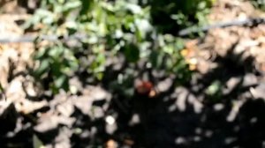 Инжирный  Нектарин Донат((Donut) 28.07.2017г. persikovod.com