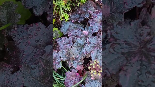 прогулка после дождя по южному саду... хосты, гейхеры, хвойнички... 30.05.2023г. смотреть онлайн