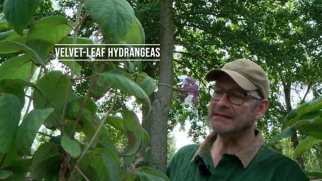 Hydrangeas The Course | Varieties, Care, Fertilization, Pruning | Part 3 Types + Varieties | chap.B смотреть онлайн