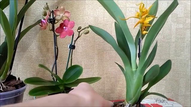 Новые орхидеи Brassada Mivada 'Rata', Miltassia Shelob 'Tolkien' и красный мини фаленопсис смотреть онлайн