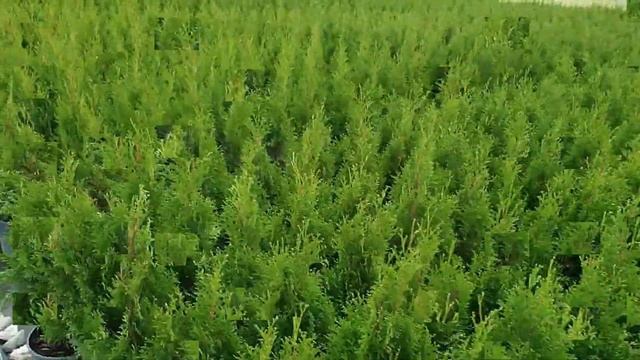 Туя Смарагд оптом безналичный расчет Ростов-на-Дону | Small Gardens смотреть онлайн