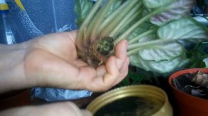 Фиалка комнатная (сенполия) -омоложение, уход, пересадка, размножение.