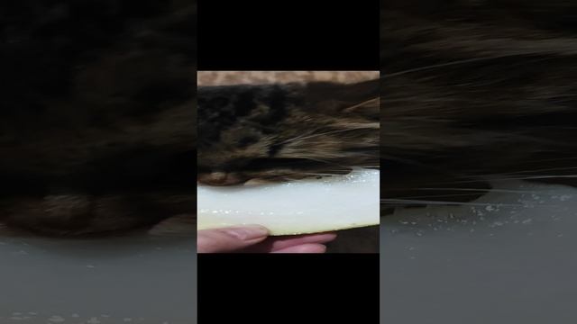 Маркуша ест дыньку! 
Маркуша очень любит дыню. Милый кот..