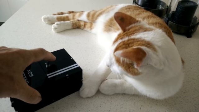 Useless box cat attack ? смотреть онлайн