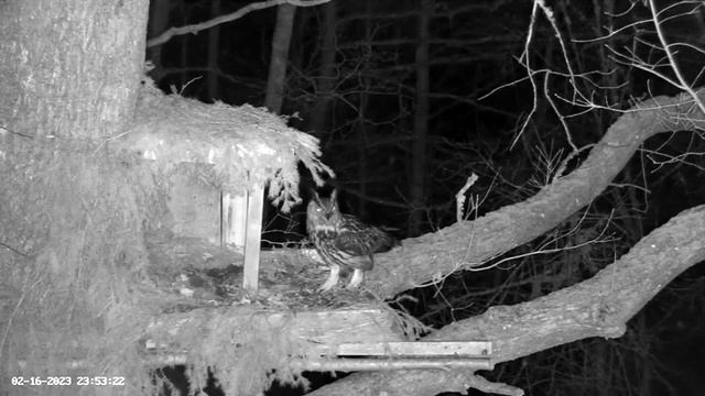 Male Eagle Owl Shows Nest to Mate Again ? 02/16/23 23:52 смотреть онлайн