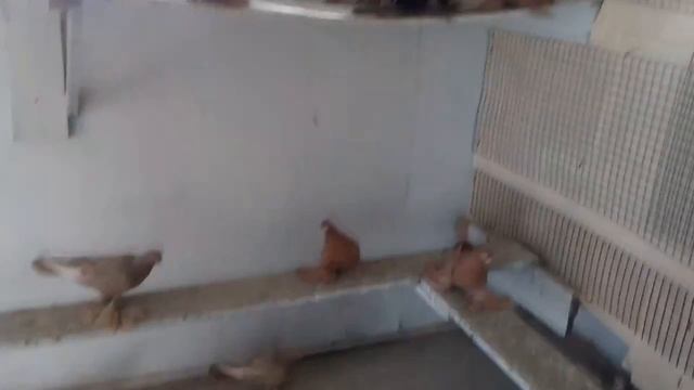 АРМАВИРСКИЕ КОРОТКОКЛЮВЫЕ ЖЕЛТЫЕ ГОЛУБИ / Pigeons / Taube