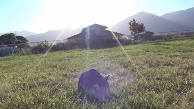 Young Black Male Doberman cropped ears смотреть онлайн