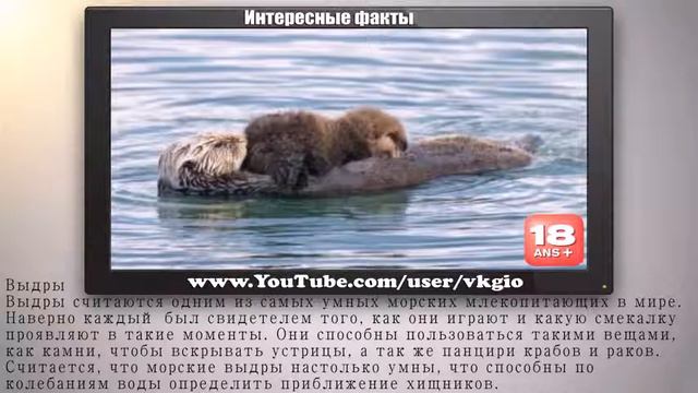 Показать видео про животных. Топ 10 Самые умные животные планеты смотреть онлайн