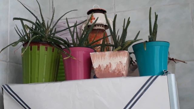 ✔Çiçeklerimin bahar bakımı✔ yapıldıktan sonra balkondaki keyifleri смотреть онлайн