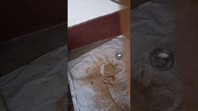 очищаем семена от шелухи смотреть онлайн
