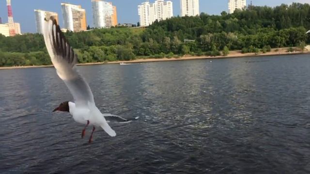 Кама Пермь 2018 смотреть онлайн
